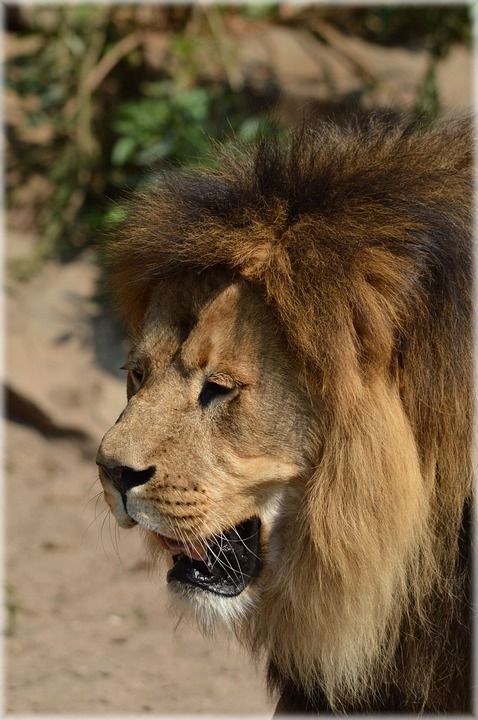 狮子 王 捕食者 大猫 猫 猫科动物 动物 野生动物 荒野