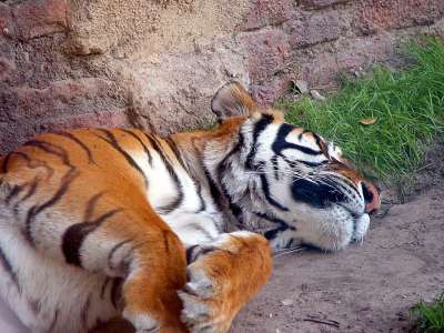 老虎 大猫 野生动物 动物 睡眠 哺乳动物 大的 猫科动物 毛皮