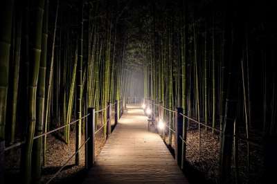 竹 路 森林 大自然 步行 植物 生态 大气层 背景 打破