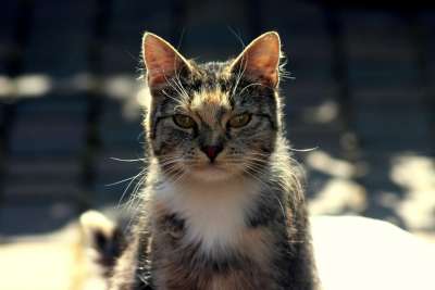 猫 动物 纵向 小猫 毛皮 漂亮 图 一个有趣的 性质