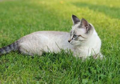 猫 花园 家畜 家猫 动物 亲爱的 年轻的猫 可爱的 小猫