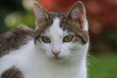 猫 猫咪 白色的 毛皮 眼睛 宠物 可爱 灰色的 胡须 青年