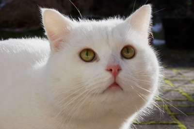 猫 宿醉 白色的 雪白色 家猫 动物 猫眼 肖像