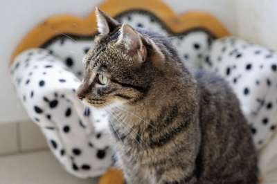 猫 老虎 动物 大猫 捕食者 可爱的 野生动物 家猫 猫脸