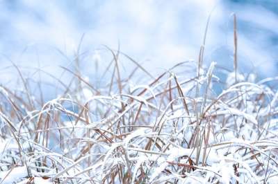 草 草地 植物 雪 冬天 寒冷的 冻结 霜 云 自然