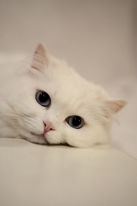 猫 眼睛 猫的眼睛 家猫 白色的 冷静的猫