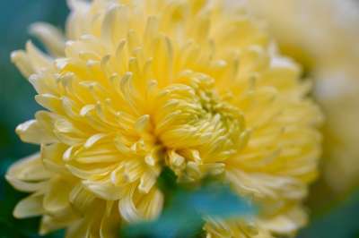 菊花 花园菊花 花 开花 黄色 花瓣 黄色的花 黄色花 植物群