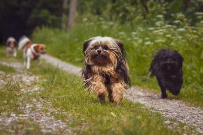 小狗 户外跑步 宠物 户外 犬类