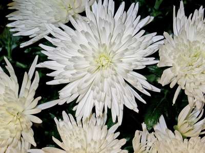 菊花 Asters 花 印象 白色的 纯度 安静的 一束花朵