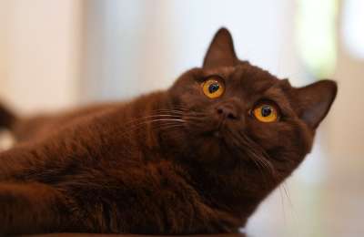猫 家畜 动物 胡须 脸 心形 家猫 哺乳动物 俏皮的 可爱的