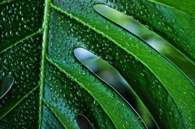 龟背竹 植物 叶子 绿色 雨滴 质地 自然 龟背竹 龟背竹