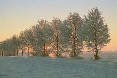 冬天 早晨的太阳 雪 寒冷的 冬天的印象 日出 冬日的阳光 树木