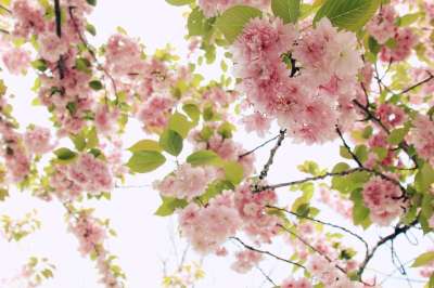 盛开 枝杈 明亮的 樱花 特写 颜色 丰富多彩的 植物群 花的