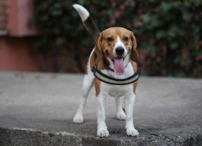 小猎犬 狗 棕色的 开朗 俏皮 动画 美丽的