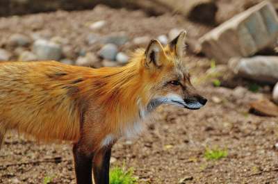 狐狸 野生动物 捕食者 森林动物 自然 野生动物园 荒野 动物