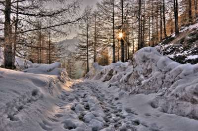 山 小路 森林 雪 春天 解冻 树木 阳光 阳光的光线 径