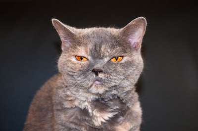 猫 看法 困了 乐趣 动物 家畜 眼睛 橙色的 英国短毛猫