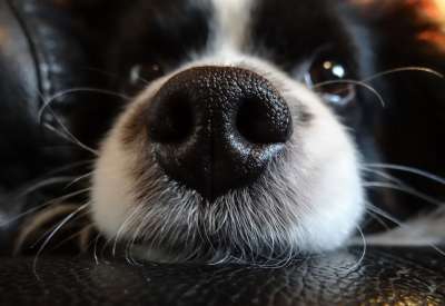 鼻子 狗 黑色的 宠物 枪口 指骨 蝴蝶犬