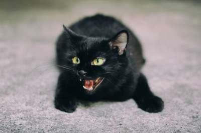 猫 黑色的 黑猫 动物 猫科动物 宠物 波斯语 小猫 可爱的