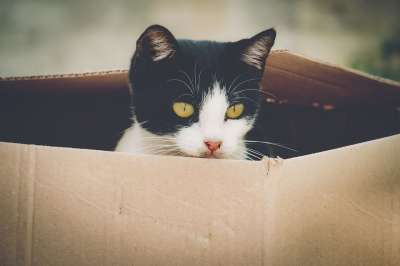 猫咪 动物医院 老虎 猫 哺乳动物 小猫 肖像 可爱的 毛茸茸的