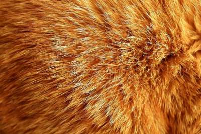 猫毛 猫 鲭鱼 红色的 大花猫 小猫 红猫 虎猫 家猫 红虎斑