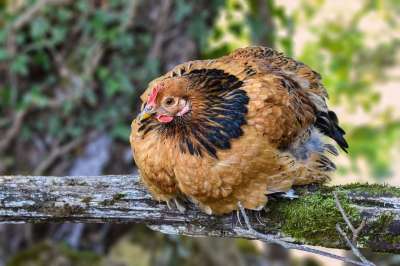 鸡 红发女郎 Gallinacé 鸟 动物 家禽 易挥发的 场