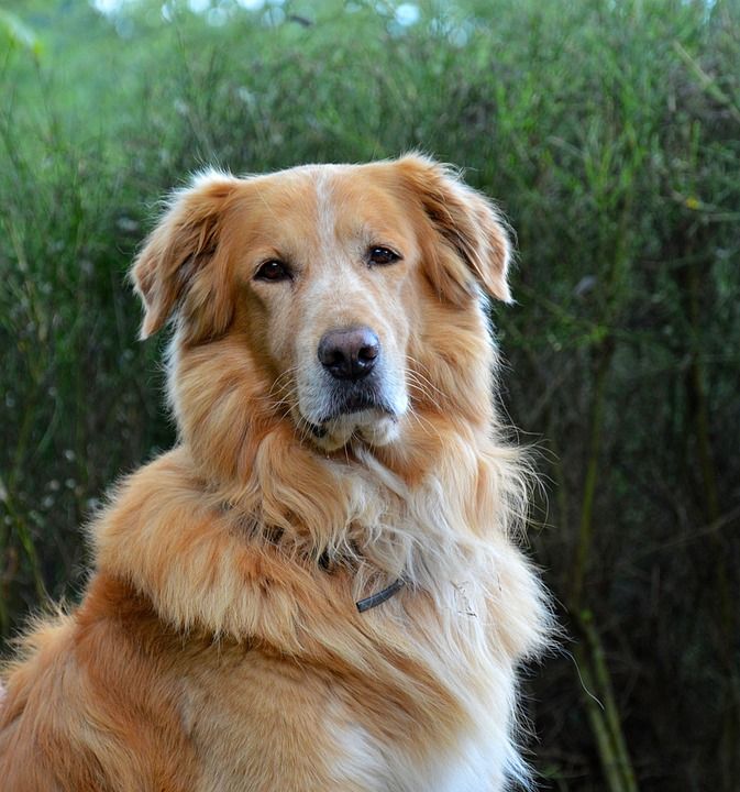 狗 金毛猎犬 动物 家畜 宠物 金的 男性