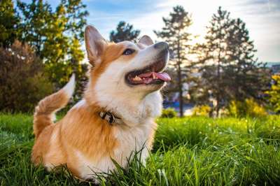 快乐的 幸福 爱 彭布罗克威尔士柯基犬 威尔士柯基犬 柯基犬 狗