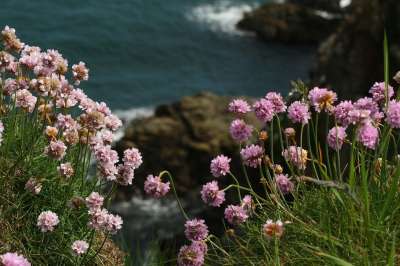 海节俭 花朵 植物 灌木 盛开 花瓣 草 自然 海 波浪