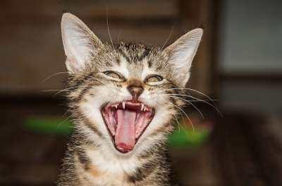 木匠 猫 打哈欠 牙齿 猫的舌头 家畜 猫脸 家猫