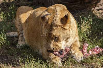 狮子 捕食者 大猫 猫 食肉动物 荒野 野生动物 吃下去 食物