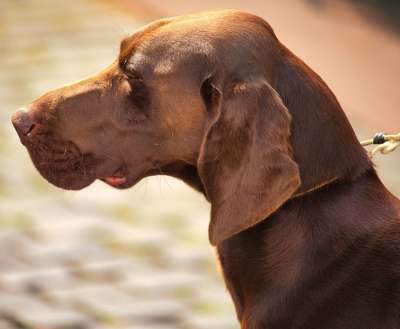 狗 猎犬 国内动物 动物 纯种狗 犬类 宠物 自然