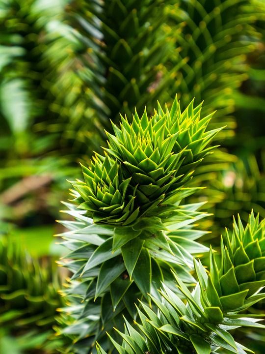 蓟 刀刃 荆棘 绿色 自然 植物群 工厂 僵硬 提示 植物学
