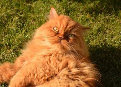 猫 宿醉 猫眼 动物 家猫 猫科 波斯猫 肖像 红色的 绿色