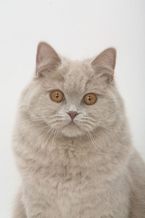 正脸 英短 蓝色 舔舌头 猫 宠物 猫的 灰色毛皮 爪子 英短