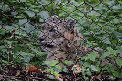 动物园 老虎 动物 野猫 野生动物 自然 丛林 豹