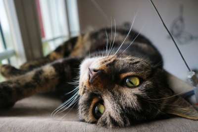 猫 宿醉 小猫 家畜 家猫 鲭鱼 猫眼 野生动物 猫脸 眼睛