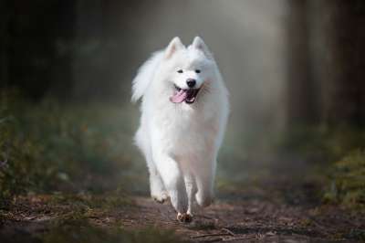 狗 跑步