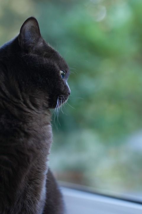 猫 英国短毛猫 国内的猫 小猫 窗户 动物 国内动物
