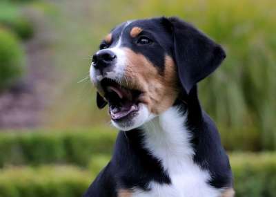 动物 狗 哺乳动物 犬类 小狗 品种 瑞士山狗