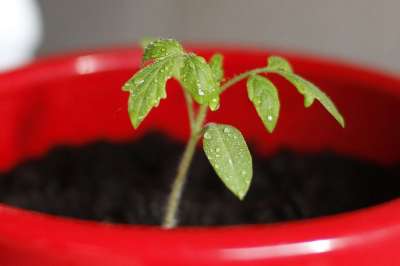 番茄 幼苗 植物 种子 开车 红锅 绿色的植物