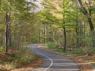 清路 森林 小路 路 旅行 曲线 乡村的 高速公路 沥青 场景