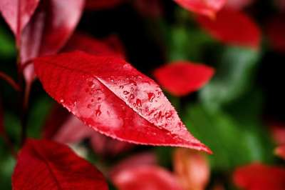 树叶 雨滴 自然 生长 春天 户外 水 红色的 植物
