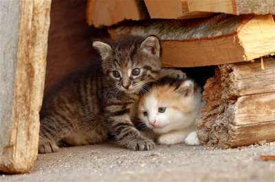 小猫 猫眼 好奇的 家畜 晶须 年轻 猫宝宝 兄弟姐妹