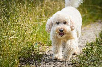 狗 贵宾犬 草 草地 哺乳动物 国内动物 户外 宠物 犬类