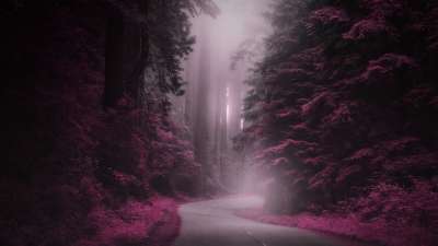 神秘 路 幻想 神奇 多雾路段 森林 自然 景观 夜晚 小路