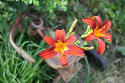 百合 老虎 橙色的 花 自然 夏天 盛开 春天 花园 开花