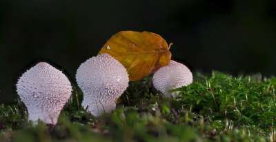 牛人 蘑菇 尘蘑菇 落下 Umbrinum 森林蘑菇 子实体