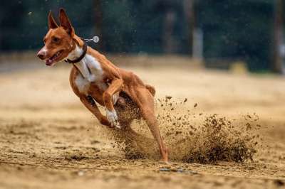 狗 赛狗 动物 种族 跑步 运动 宠物摄影 Hundesport