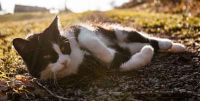 猫 太阳 自然 家畜 动物 家猫 老虎 可爱的 绿色 白色的